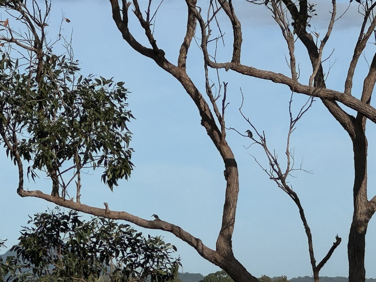 Forest Kingfisher - Anonymous