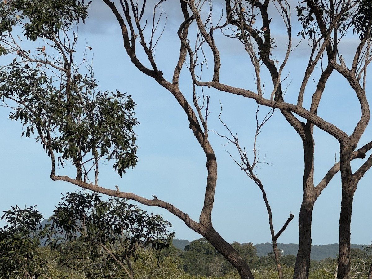 Forest Kingfisher - Anonymous