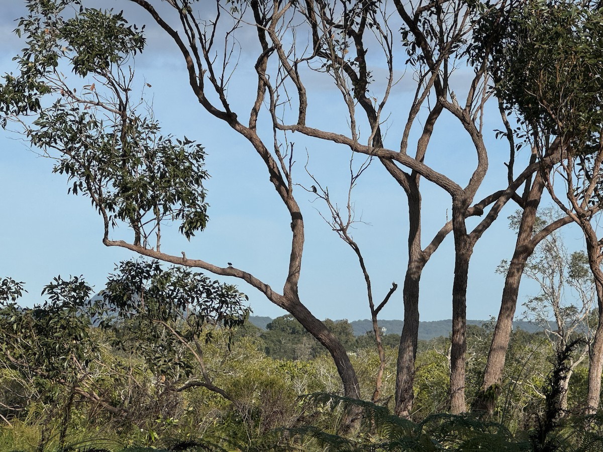 Forest Kingfisher - Anonymous