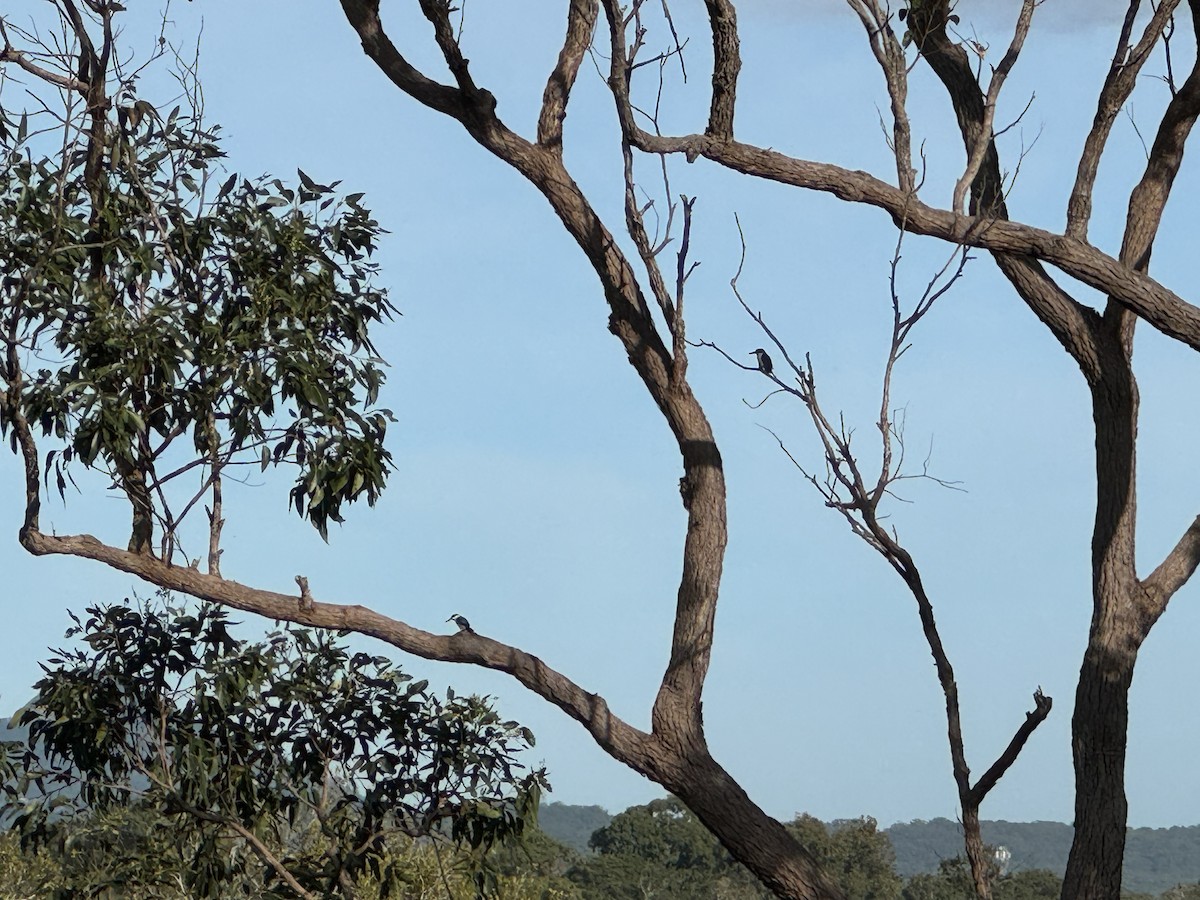 Forest Kingfisher - Anonymous