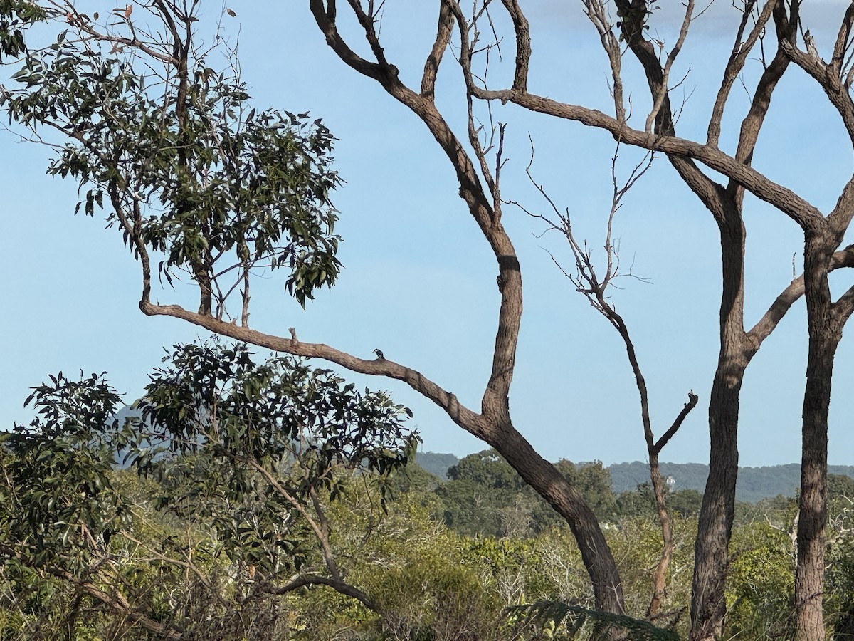 Forest Kingfisher - Anonymous