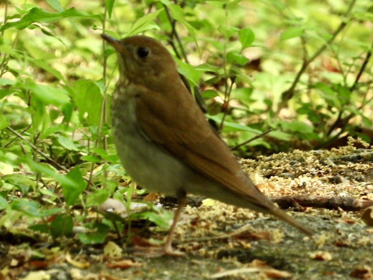 Veery - Joe Corcoran