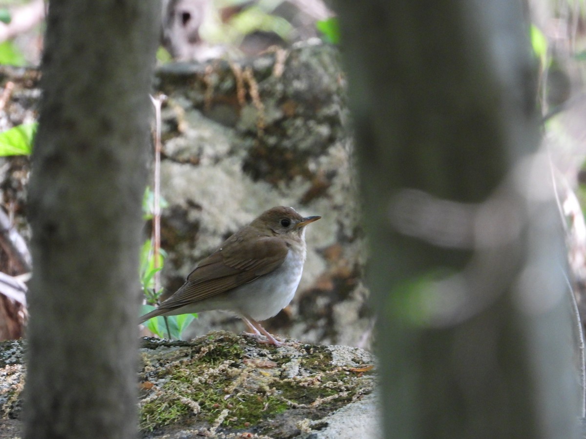 Veery - Joe Corcoran