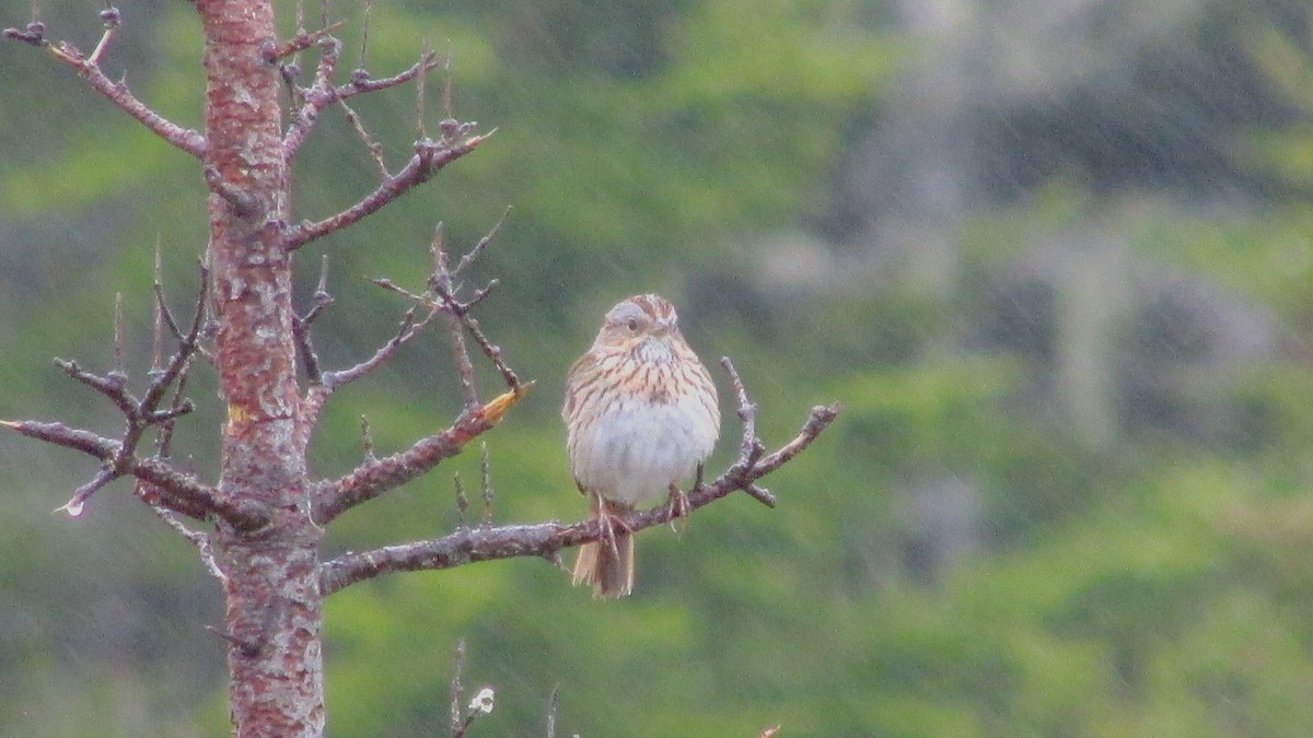 Lincoln's Sparrow - Ryan Larson