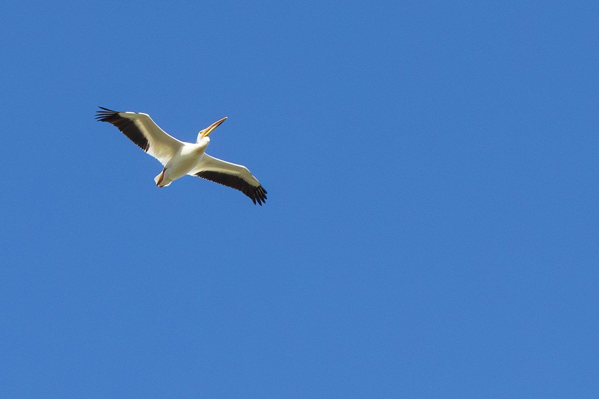 American White Pelican - Andrew Hart