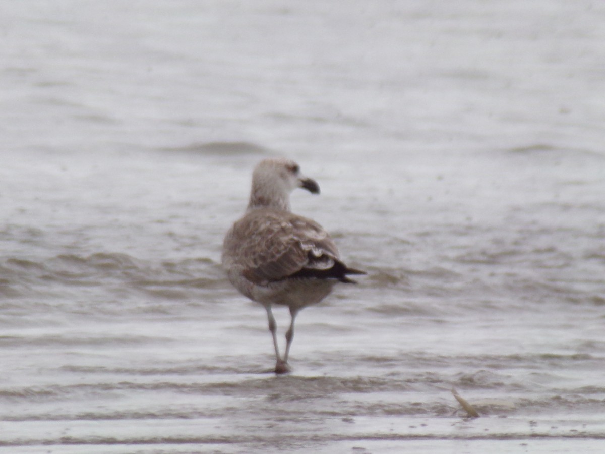 Kelp Gull - Antonio Sturion Junior