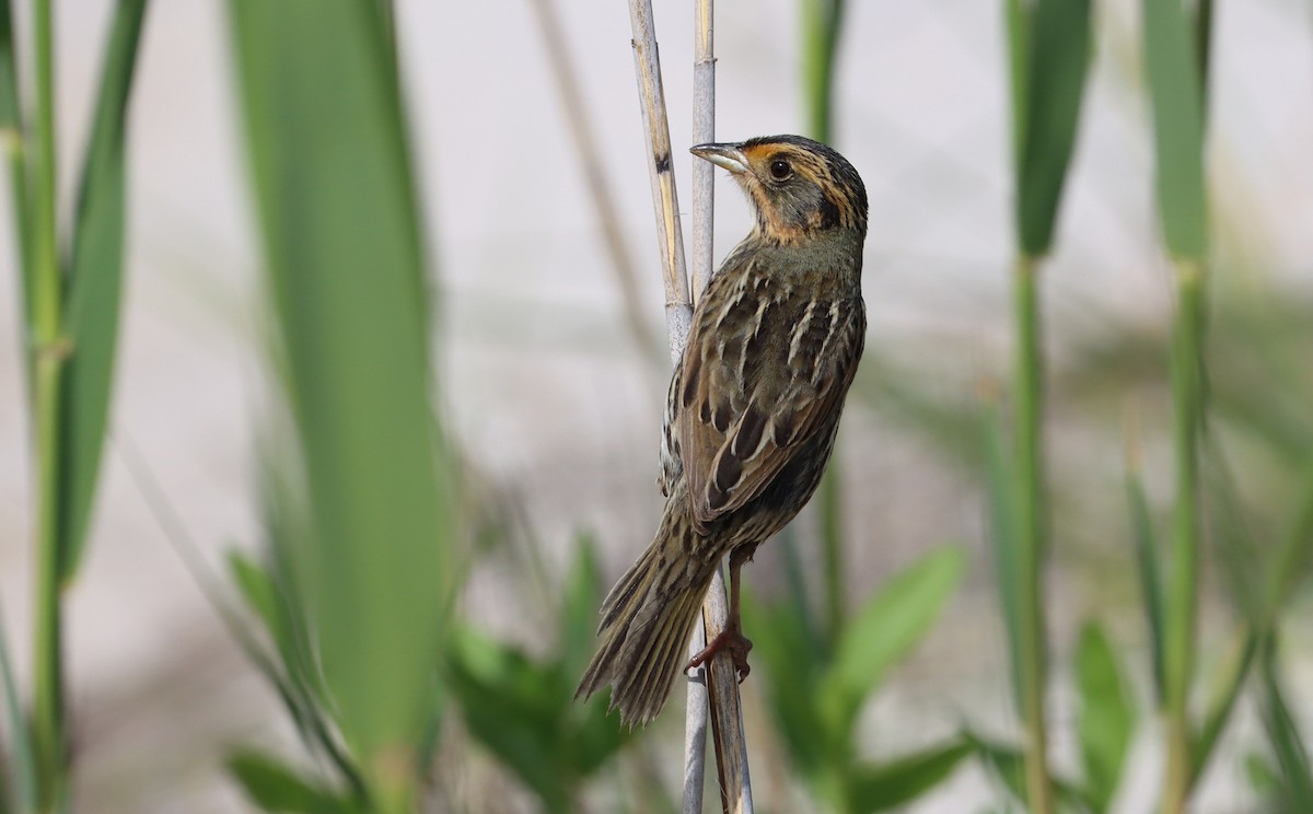 Saltmarsh Sparrow - Stefan Mutchnick