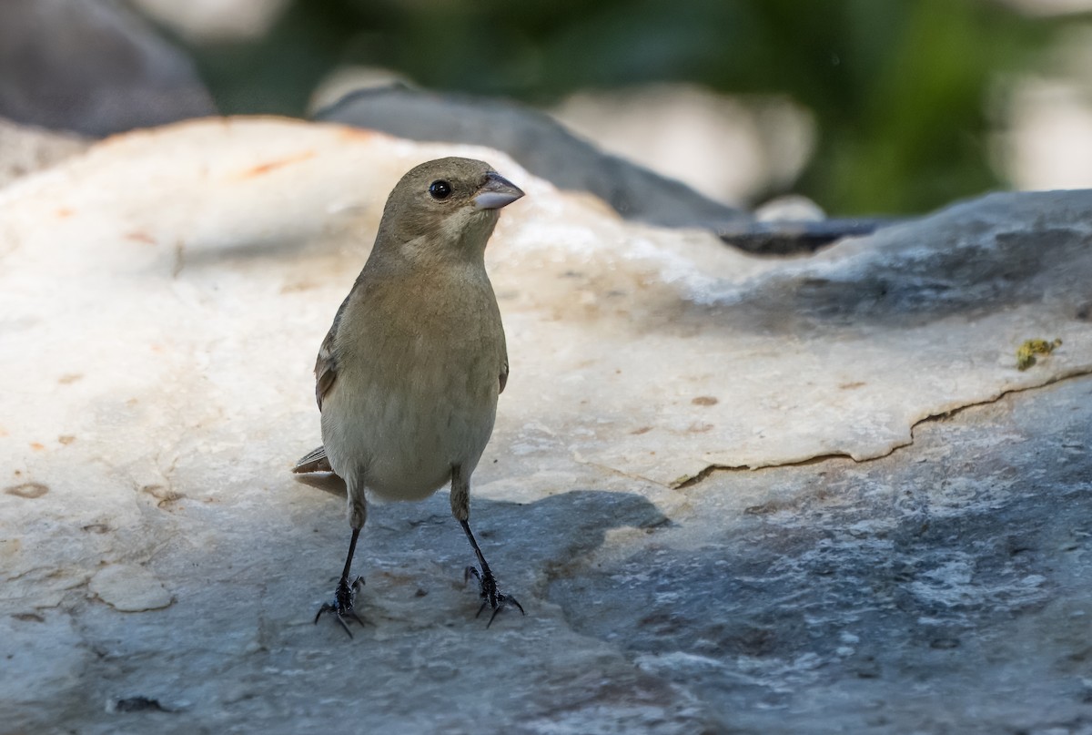 Lazuli Bunting - Daniel Ward