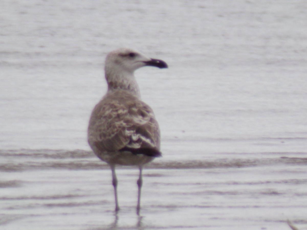 Kelp Gull - Antonio Sturion Junior