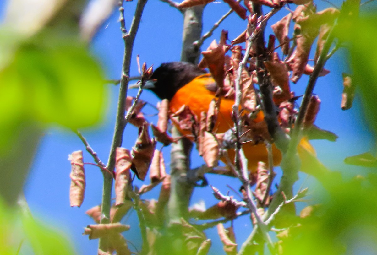 Baltimore Oriole - Alfred Scott