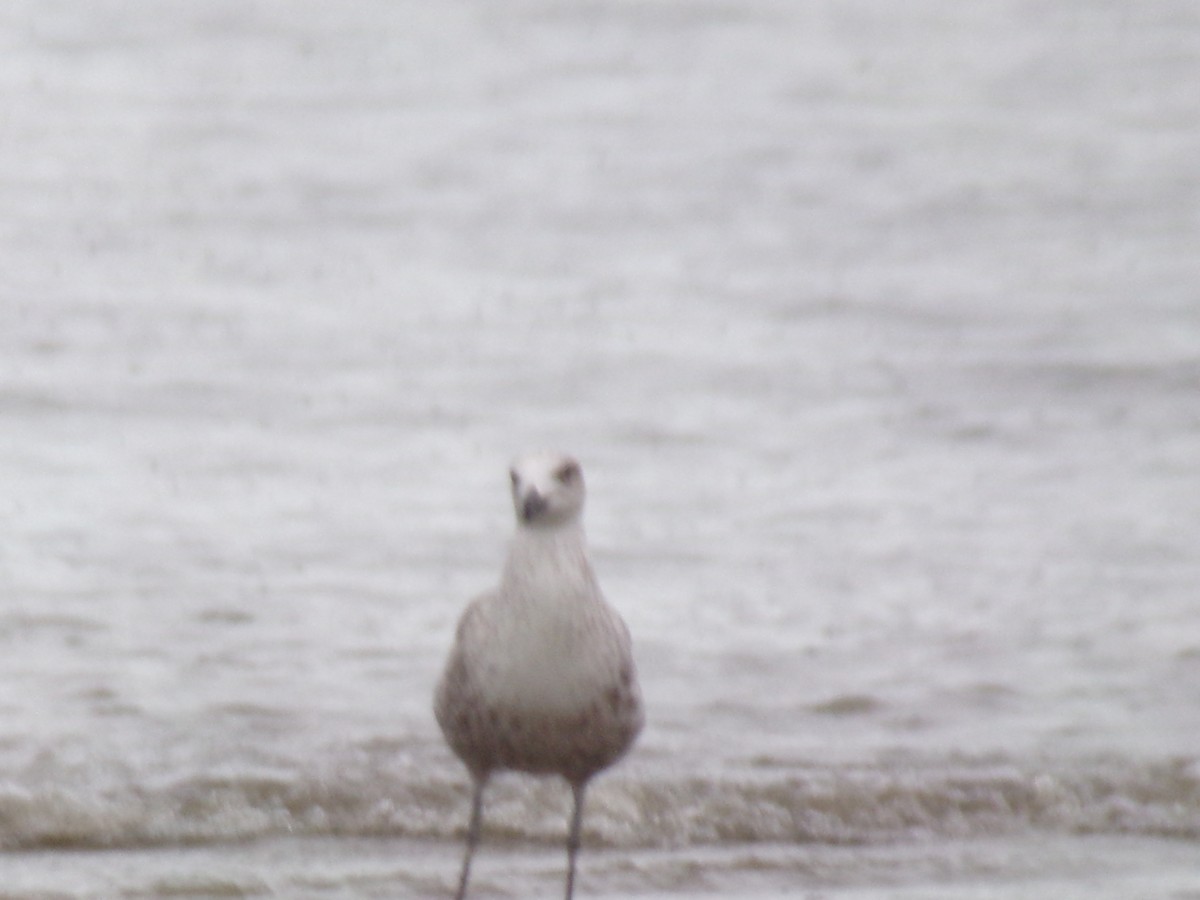 Kelp Gull - Antonio Sturion Junior