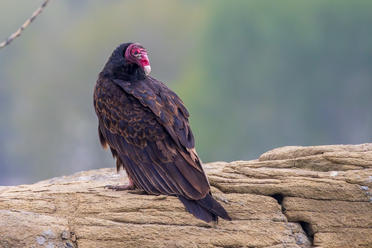 Turkey Vulture - Andrew Hart