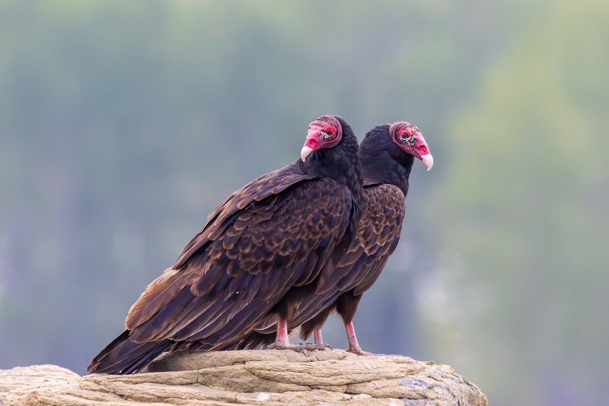 Turkey Vulture - Andrew Hart