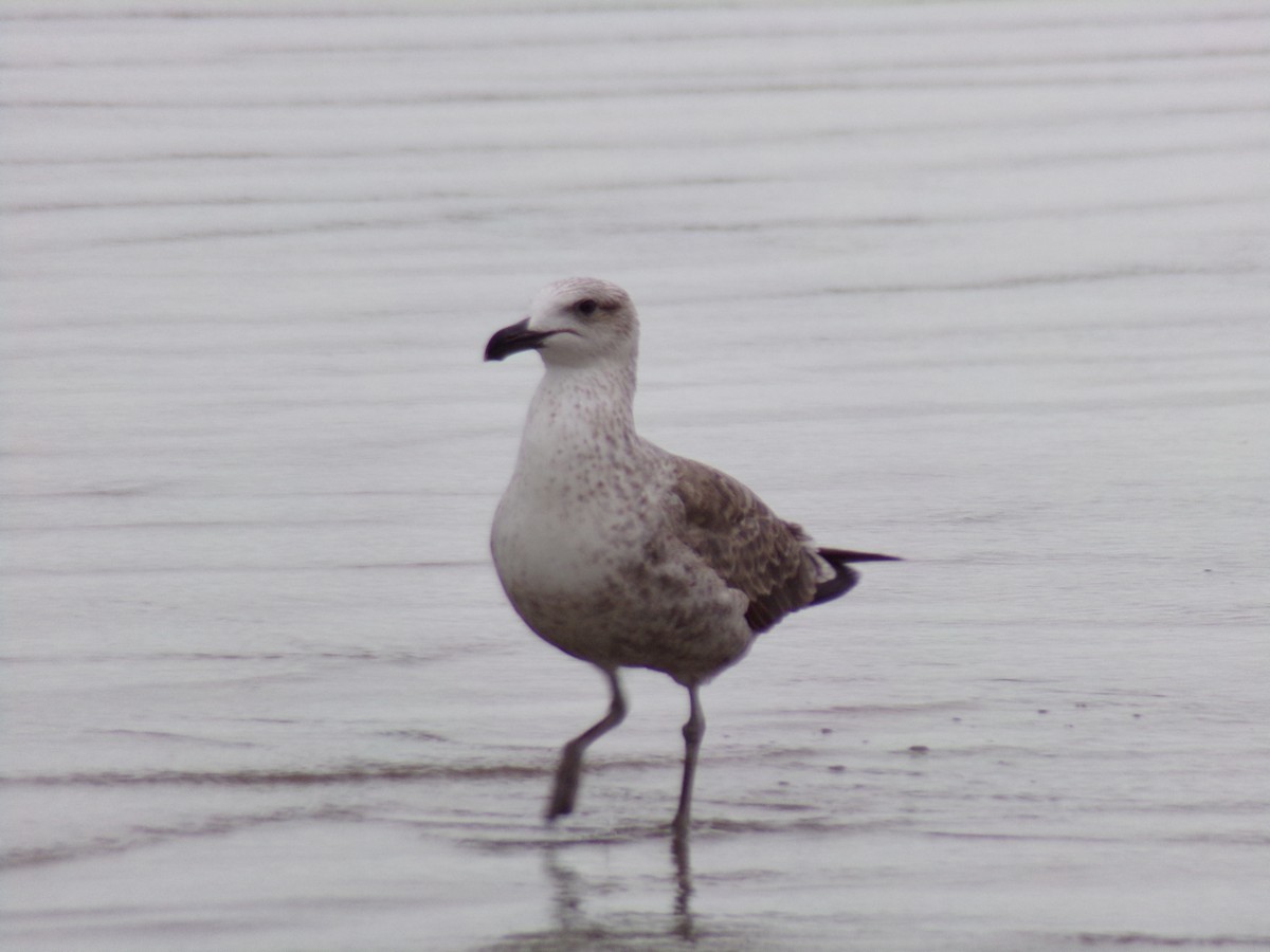 Kelp Gull - Antonio Sturion Junior