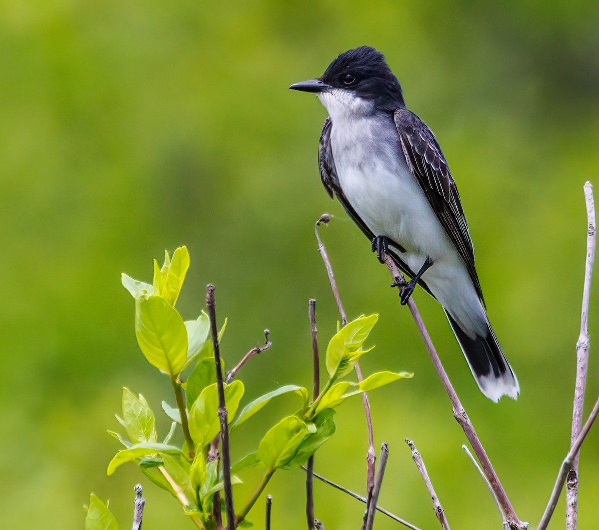 Eastern Kingbird - Debbie Lombardo