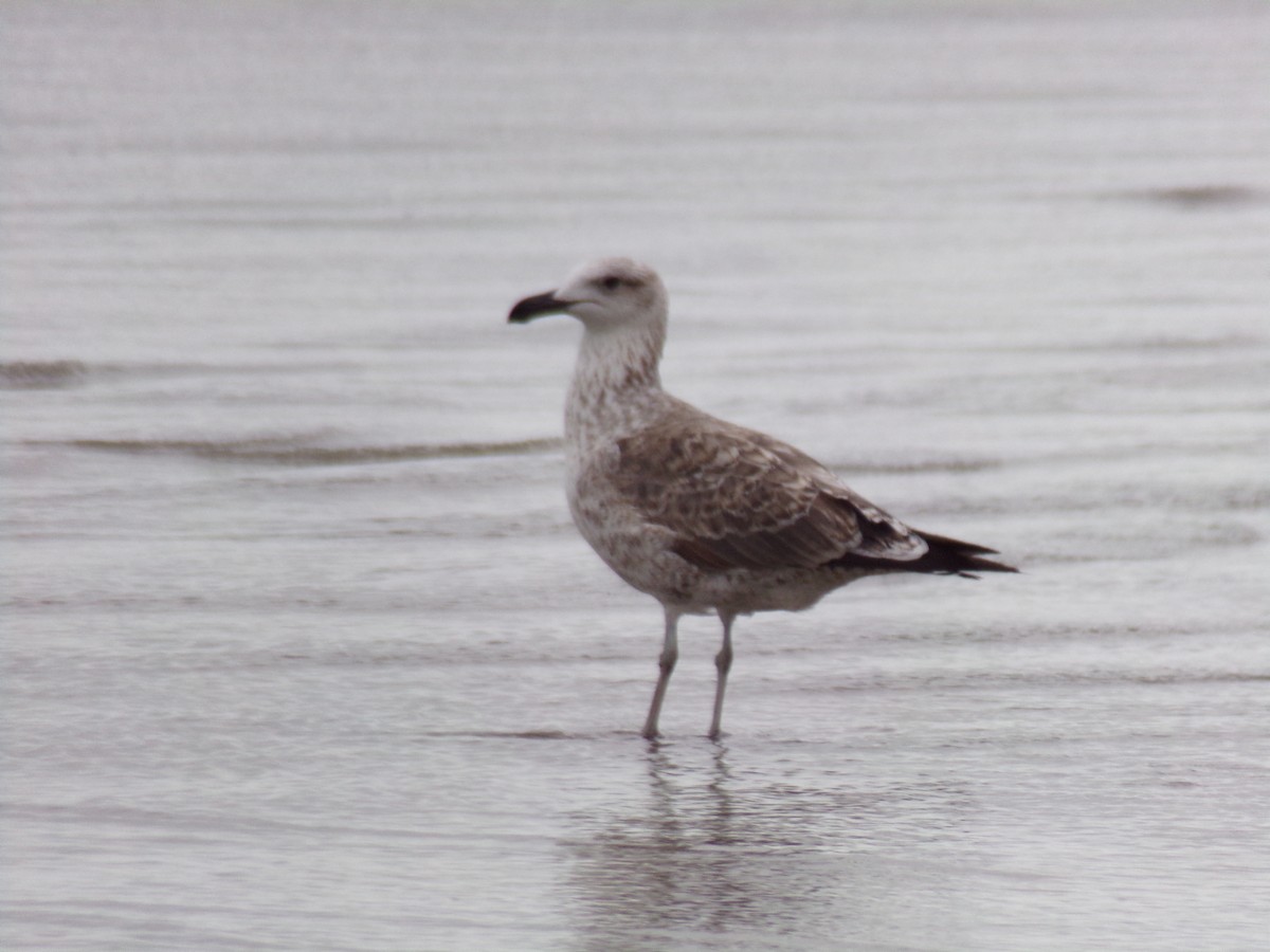 Kelp Gull - Antonio Sturion Junior