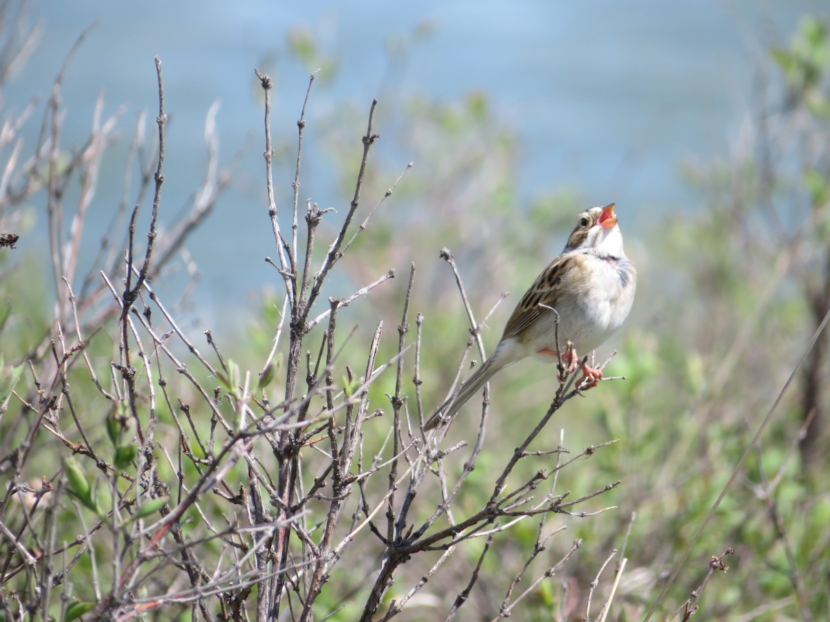 Clay-colored Sparrow - ML619596371