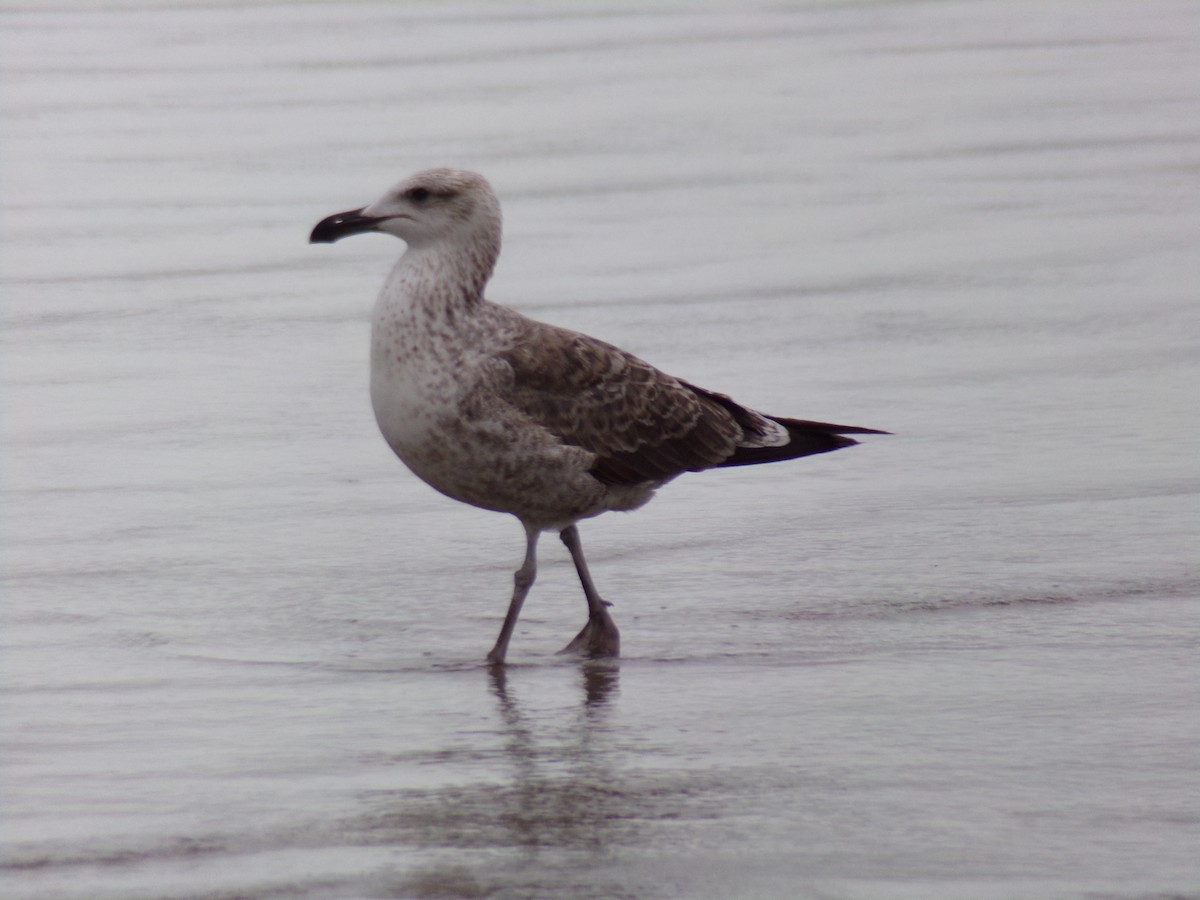 Kelp Gull - Antonio Sturion Junior