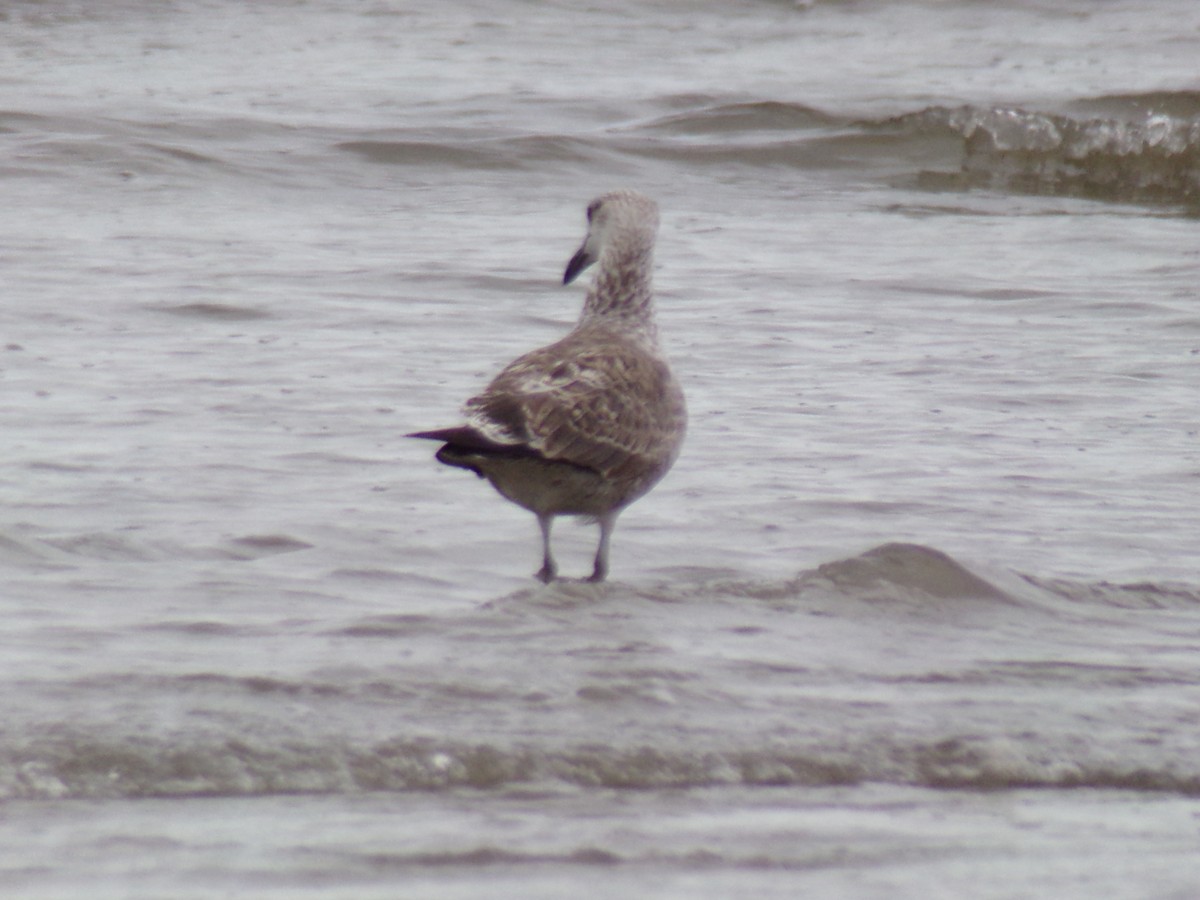 Kelp Gull - Antonio Sturion Junior