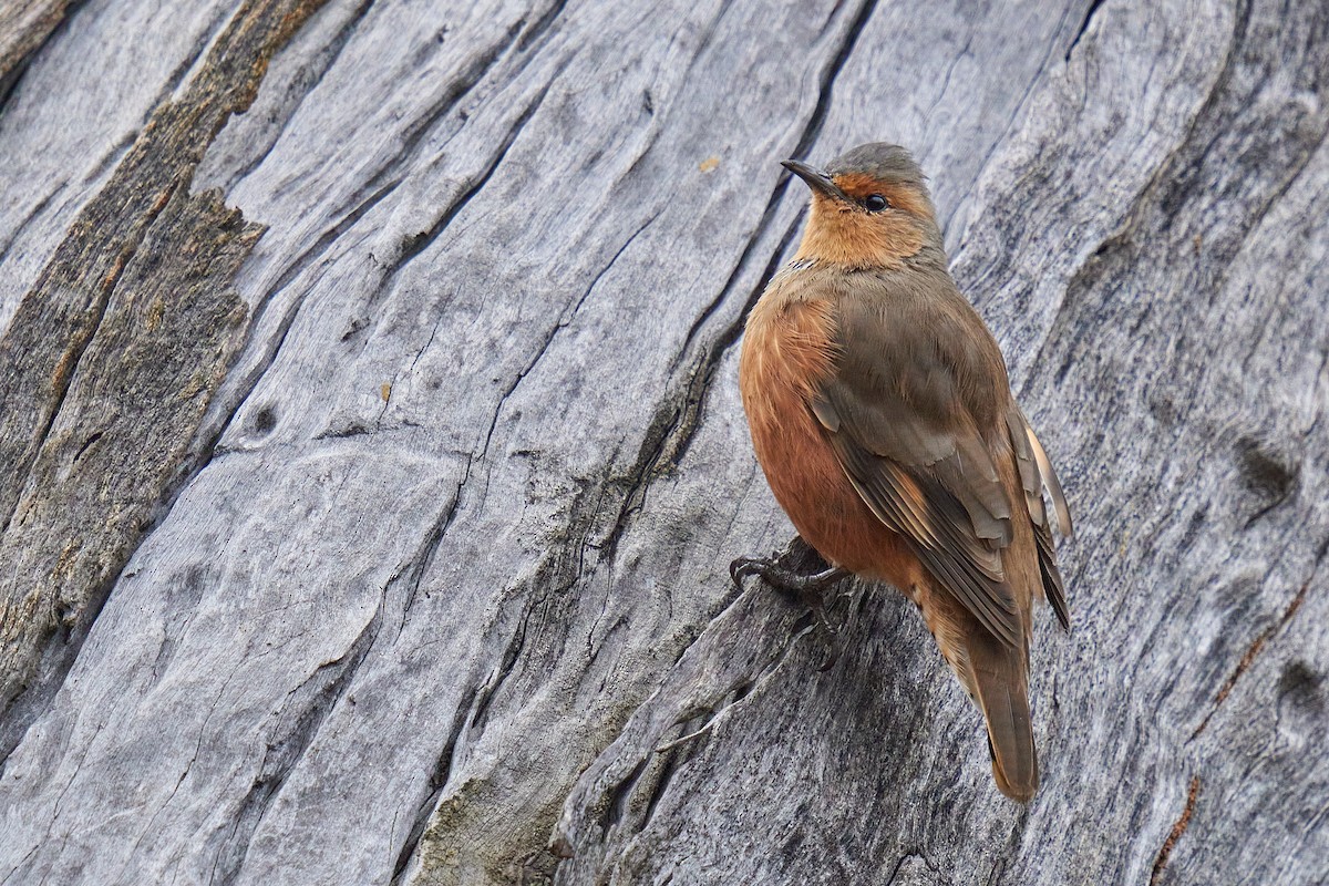 Rufous Treecreeper - ML619596380