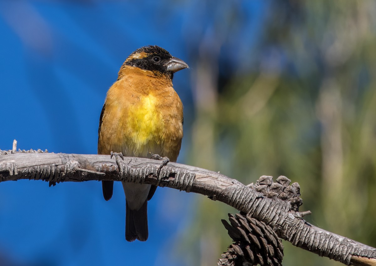 Black-headed Grosbeak - Daniel Ward