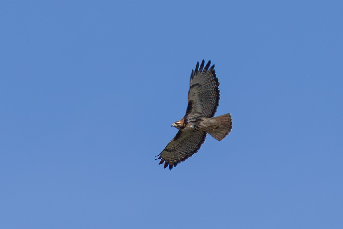 Rotschwanzbussard - ML619596386