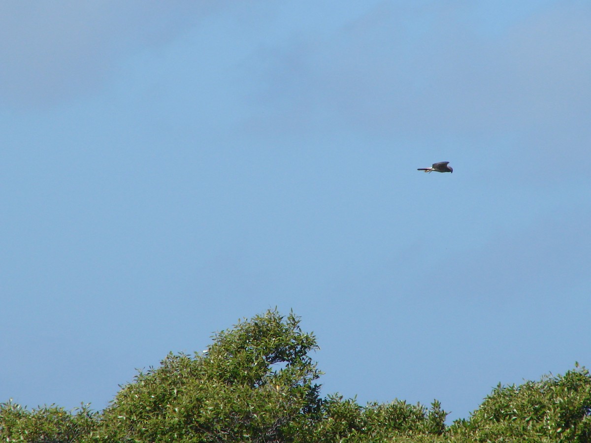 Swamp Harrier - Andrew Bishop