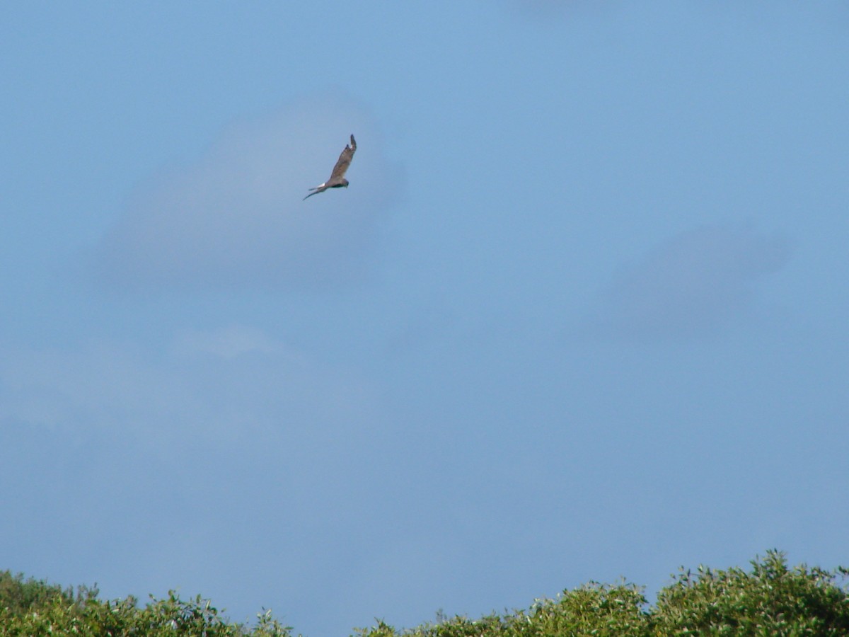 Swamp Harrier - Andrew Bishop