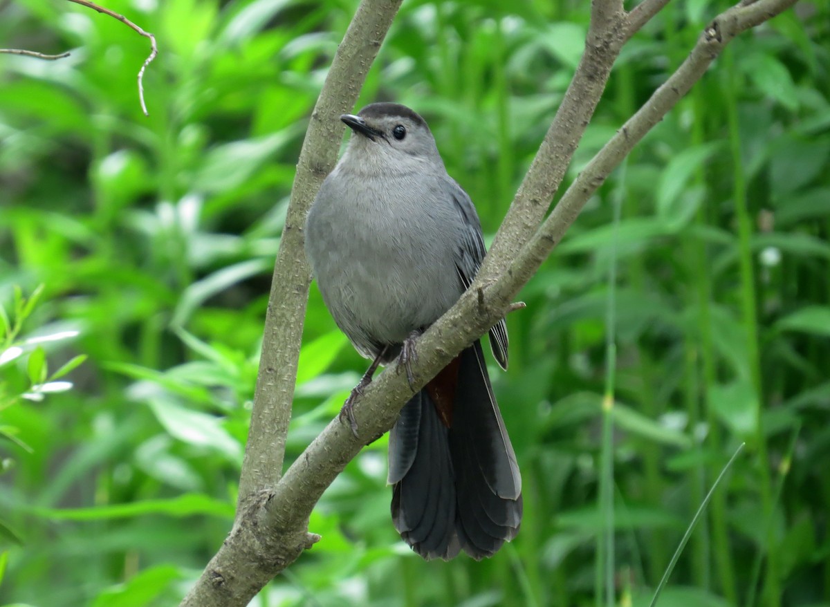 Gray Catbird - ML619596391