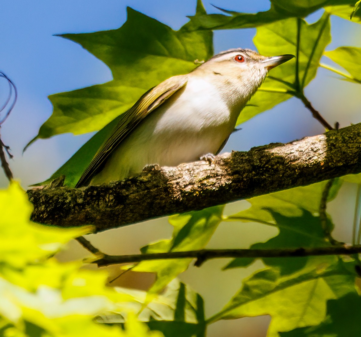 Red-eyed Vireo - Debbie Lombardo