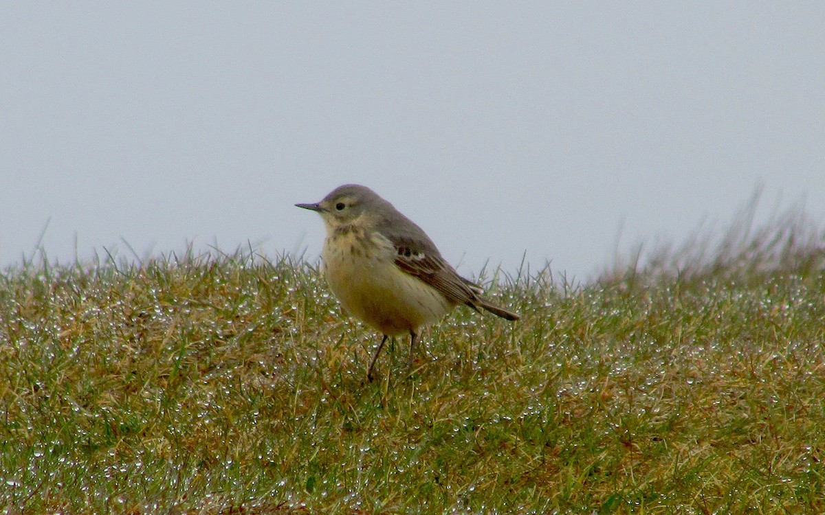 American Pipit - Ryan Larson