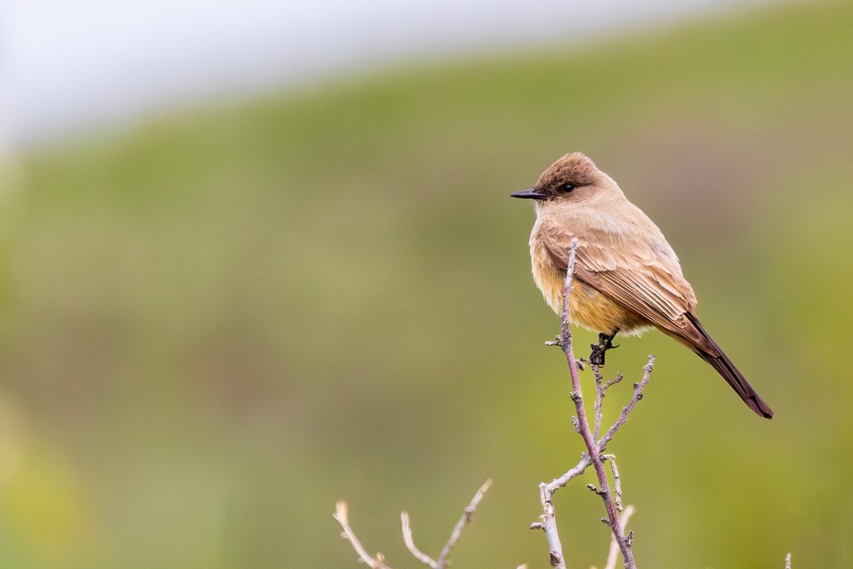 Say's Phoebe - Andrew Hart