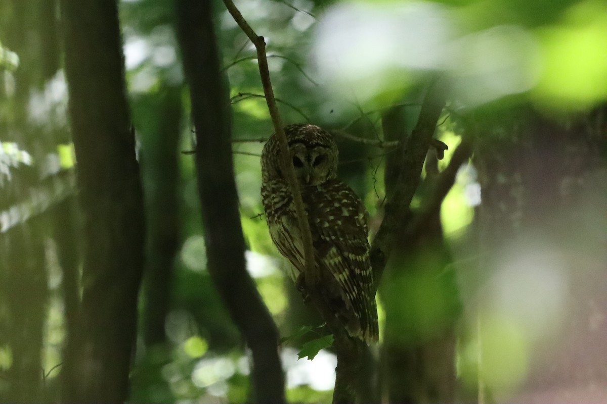 Barred Owl - ML619596401