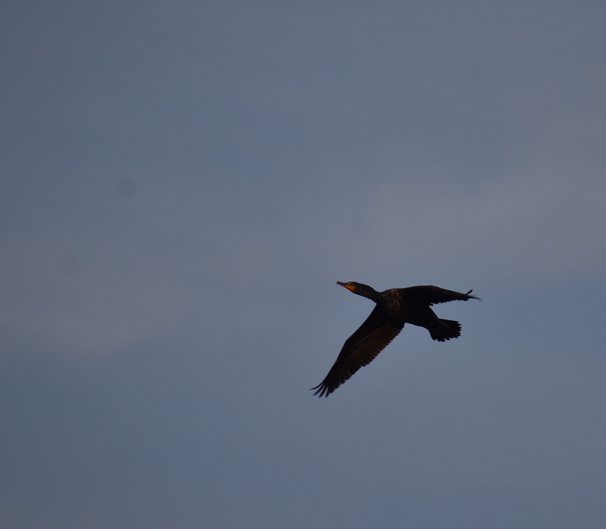 Double-crested Cormorant - Sheryl Johnson