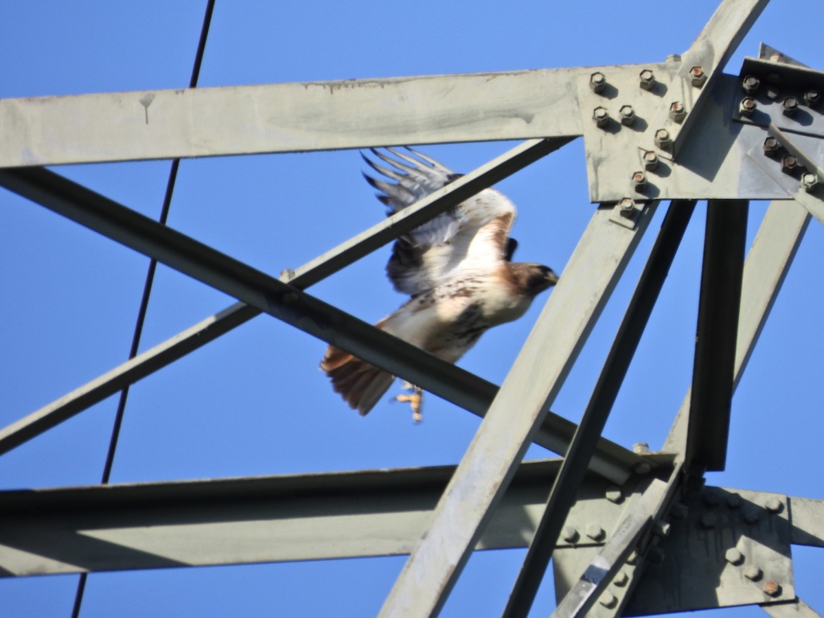 Red-tailed Hawk - Jay Luke