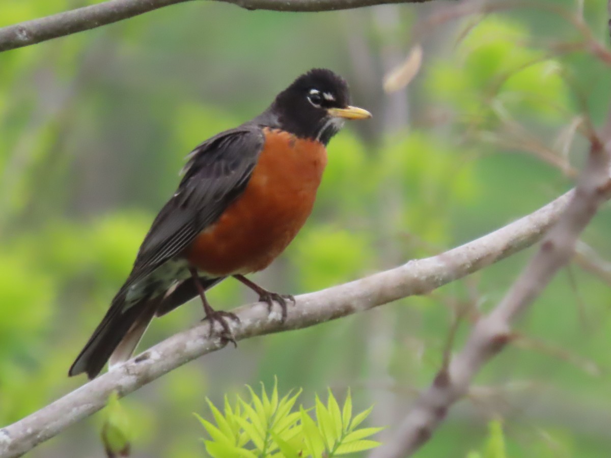 American Robin - claude charest