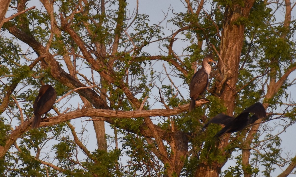 Double-crested Cormorant - Sheryl Johnson