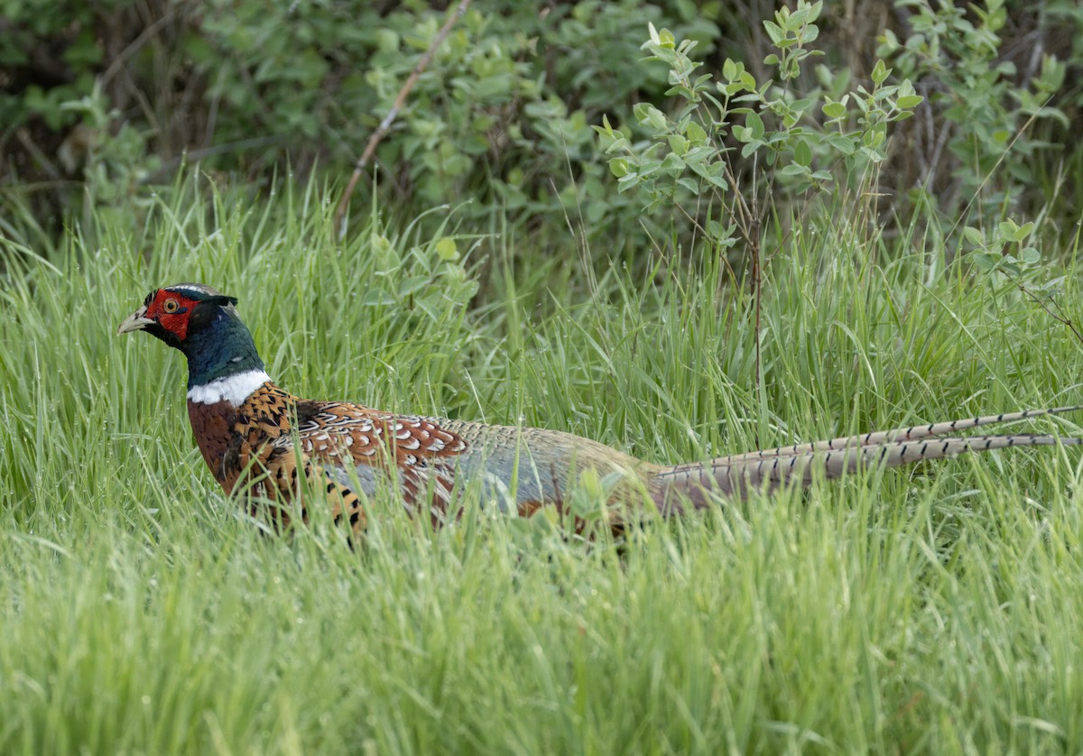 Ring-necked Pheasant - Tony Peterson