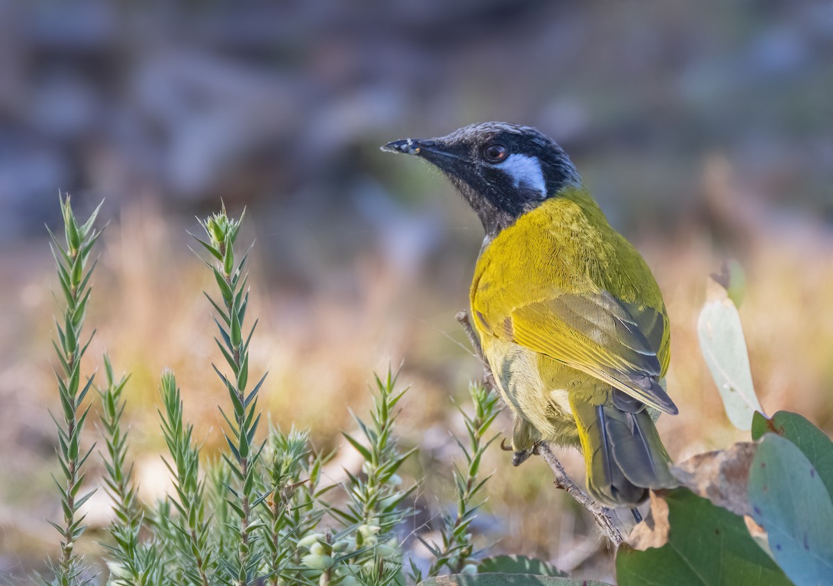 White-eared Honeyeater - Julie Clark