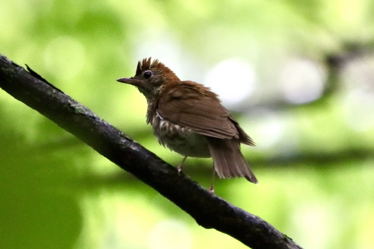 Wood Thrush - Jo VerMulm