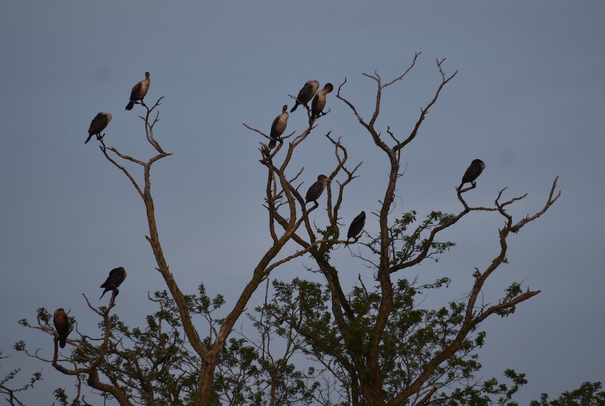 Double-crested Cormorant - Sheryl Johnson