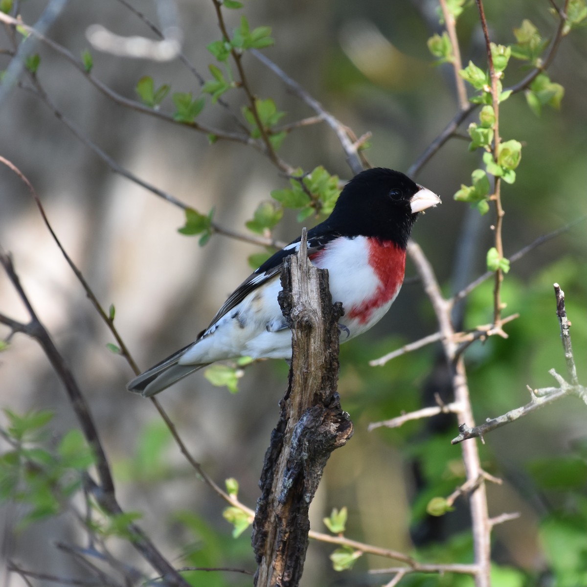 Rose-breasted Grosbeak - Shauna Rasband