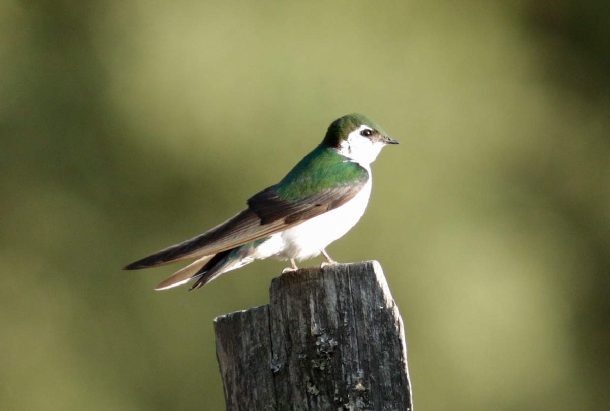 Violet-green Swallow - Abril Heredia