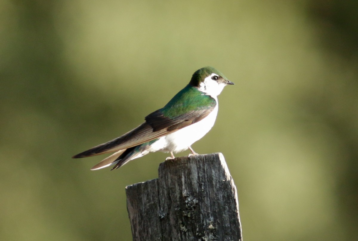 Golondrina Verdemar - ML619596429