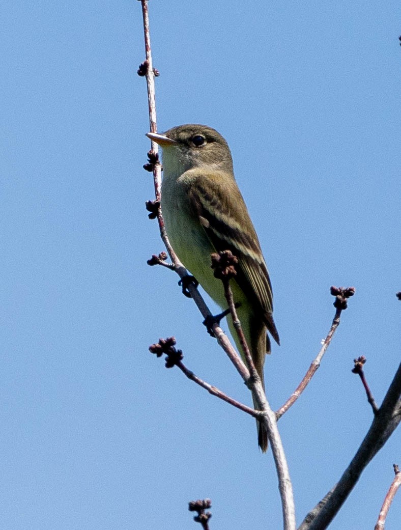 Alder Flycatcher - ML619596432