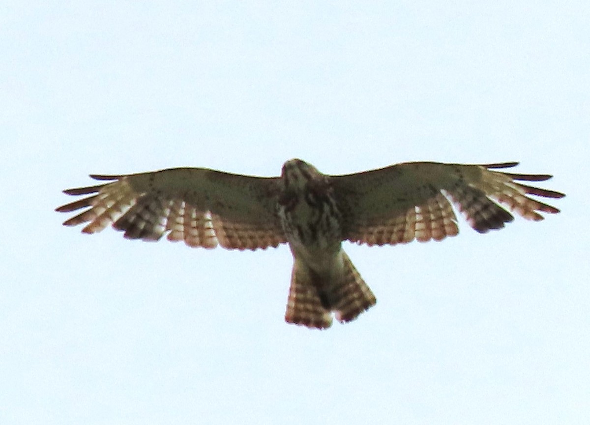 Broad-winged Hawk - Kerry Hjertaas