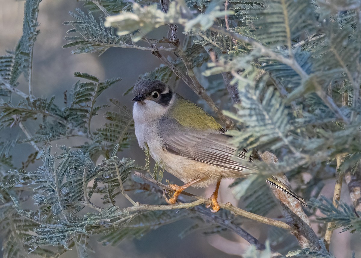 Brown-headed Honeyeater - ML619596436