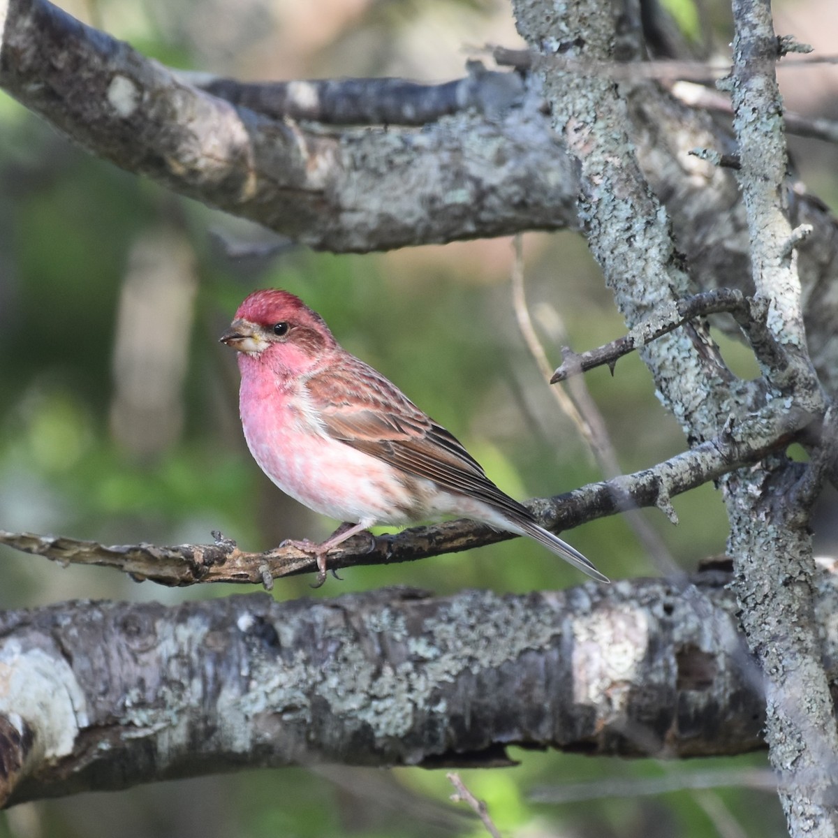 Purple Finch - ML619596437