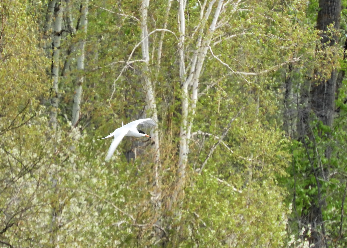 Forster's Tern - ML619596440