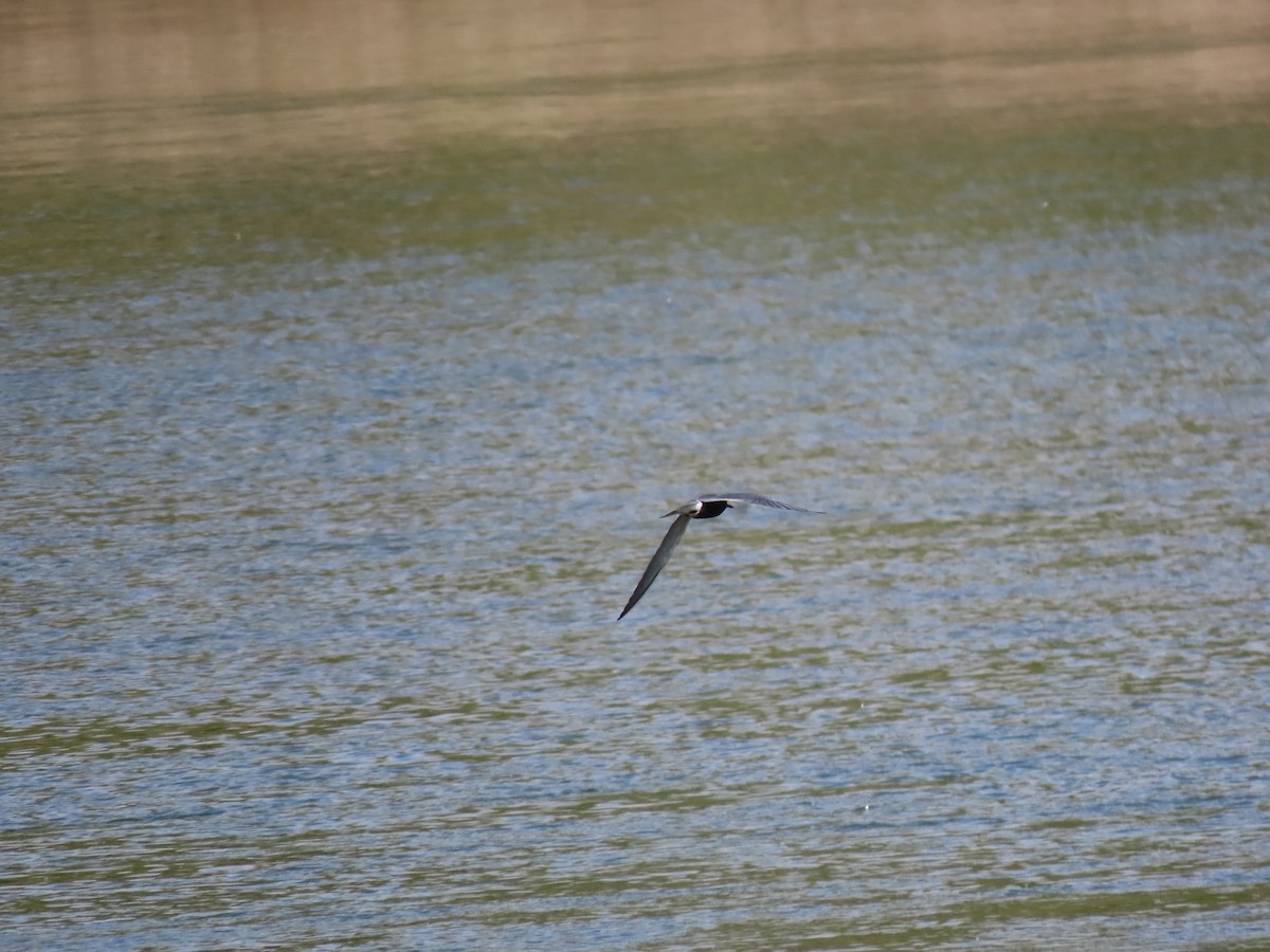 Black Tern - Kerry Hjertaas